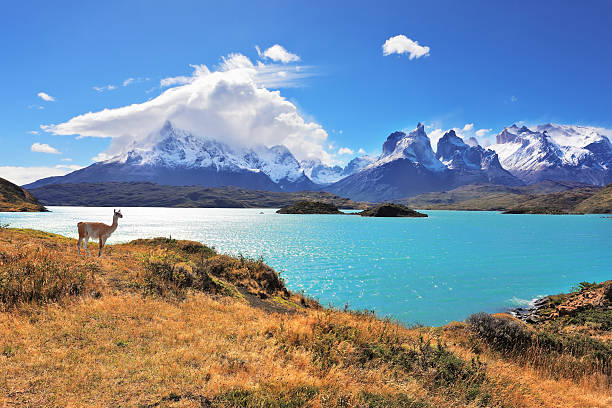 Immagine della Patagonia dove si vede un Capriolo che guarda l'acqua 